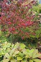 Border with perennial plants including Pteridophyta  - Ferns and Euonymus alatus - Spindle Tree with red leaves in private backyard garden in autumn