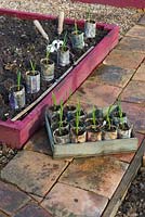 Garlic plants grown in homemade newspaper pots, ready for planting into small raised beds. England, March.