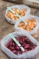 Online purchased Onion sets ready for planting, Marshalls 'Rumba', 'Fen Early' and 'Red Fen'.