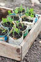 Sweet pea plants grown in newspaper pots.