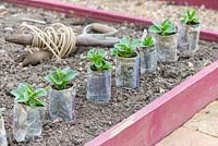 Broad bean plants, 'Greeny', grown in newspaper pots, ready for transplanting into raised beds.