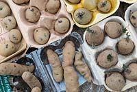 Various varieties of seed potatoes chitting in egg trays