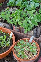 Spring cabbage 'Greyhound', Coriander seedlings alongside pea and broad bean plants in newspaper pots.