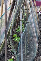 Small row of garden peas 'Kelvedon Wonder', with stick supports and utilising old vehicle windscreens to protect against spring frosts.