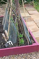Small row of garden peas 'Kelvedon Wonder', with stick supports and utilising old vehicle windscreens to protect against spring frosts.