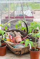 Greenhouse staging in springtime with trug of tools and young tomato plants in plastic pots.