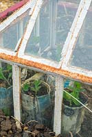 Sweet pea plants - Lathyrus odoratus - raised in newspaper pots, hardening off under victorian lantern cloche.