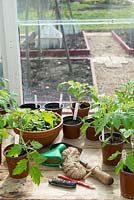 Greenhouse staging in springtime with garden items and young tomato plants in plastic pots.