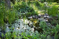 Pond with Typha latifolia - Common Cattails, pontederia cordata - Pickerel Weed, Nymphaea - Water Lilies in residential backyard garden in summer