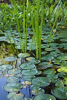 Pond with Typha latifolia - Common Cattails, pontederia cordata - Pickerel Weed, pink Nymphaea - Water Lilies in residential backyard garden in summer
