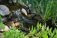 Stream with cascading waterfall emptying into pond with pontederia cordata - Pickerel Weed and Typha latifolia - Common Cattails in residential backyard garden in summer