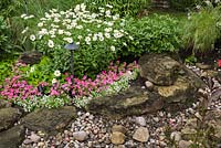 Dry stream bordered by pink Impatiens and white Leucanthemum vulgare - Ox-eye daisy flowers in residential backyard garden in summer