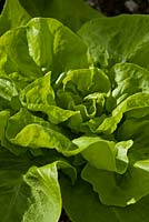 Lactuca sativa - Winter Lettuce 'Arctic King'
