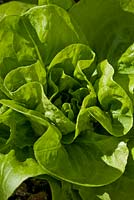 Lactuca sativa - Winter Lettuce 'Wiske' 