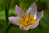 Tulipa saxatilis Bakeri Group 'Lilac Wonder' 