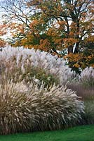 Miscanthus sinensis 'Little Kitten', 'Silberspinne' and 'Variegatus'. 'Cabaret' with Acer opalus at the back