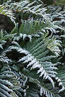 Blechnum chilense AGM - Chilean hard fern in winter