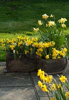 Narcissi in containers - Eaton Song, Cornish Chuckles, February Gold, Toto