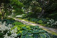 Gravel path through borders with white Astilbe arendsii 'Weisse Gloria', Hosta 'Sagae', 'Piedmont Gold', 'Blue Angel', 'Frances William', 'Patriot', 'Pizzazz', 'Pineapple Upsidedown Cake', 'Halcyon', 'Bressingham Blue', 'On Stage', Betula alleghaniensis - Yellow Birch tree in private backyard garden in summer