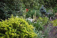 Border with Berberis thunbergii 'Sunsation' - Barberry shrub, white Phlox 'Minnie Pearl', mauve Linaria purpurea 'Canon J. Went' - Toadflax flowers in private backyard garden in summer