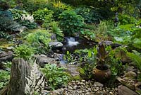 Pond with Sagitaria, Glyceria maxima 'Variegata' and cascading waterfall, Canna 'Wyoming' in ceramic planter, white Astilbe arendsii 'Weisse Gloria', Caltha palustris - Marsh Marigold, yellow Ligularia stenocephala 'The Rocket in private backyard garden in summer