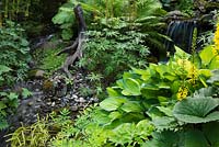 Stream and waterfall with Astilboides tabularis, Ligularia przewalskii, Matteuccia struthiopteris, Hosta 'Montana' plants in private backyard garden in summer