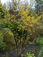 Hamamelis x intermedia Pallida, a deciduous shrub with delicately fragranced early spring flowers.