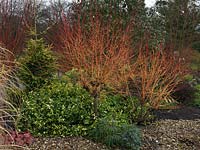 Salix var. vitellina Britzensis, a compact deciduous shrub with bright orange and red stems in winter.
