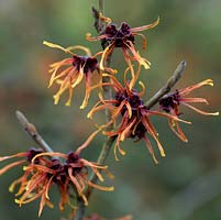 Hamamelis x intermedia 'Jelena', a deciduous shrub with orange gold flowers produced throughout late winter to early spring.