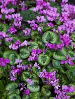 Cyclamen coum, a shade loving tuberous perennial, with deep pink flowers throughout winter and spring.