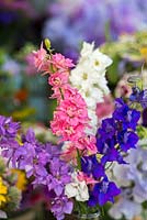 Cut flowers of pink, blue and white larkspur, Delphinium consolida.