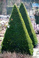 Topiary in pyramid shape.
