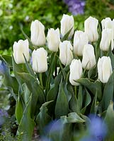 Tulipa 'Twinny'