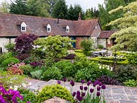 Walled cottage garden has box parterre with Tulipa 'White Triumphator'. Outer bed includes Tulipa Purissima, Queen of the Night, Rosalie, dicentra, heuchera.