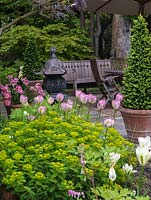 Upper terrace seen over  Euphorbia polychroma and Tulipa Greenland, Spring Green and Peach Blossom in pots. Box cones by seating area, set against leafy backdrop of maples.