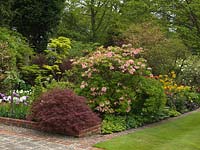 Woodland garden with old azaleas, camellias, maple, smokebush, dicentra, heuchera, hosta and Tulipa Queen of the Night, Blue Heron and White Triumphator.