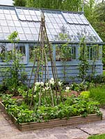 Greenhouse behind potager of four raised beds of fruit trees, strawberries and herbs - chives, sage, chamomile, fennel. Tulipa 'Spring Green'. Wigwam adds height.