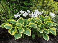 Green, white and gold blend of Tulipa White Triumphator, Hosta Liberty and Euonymus fortunei Emerald n Gold.