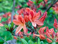 Rhododendron - Deciduous Knaphill azalea 