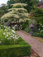 Walled cottage garden. Path edged in maples, hydrangea, hardy geranium, cosmos, sidalcea. Box parterre. Seat under Cornus controversa Variegata, by bed of dahlia, angelica.