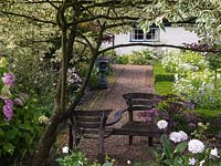 Walled cottage garden: seat under Cornus controversa Variegata. Path edged in parterre with cosmos, verbena, nicotiana, anthemis and bed of hydrangea, sidalcea, acer.