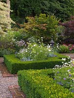Walled cottage garden edged in maples and dogwood. Parterre of box hedge squares filled with cosmos, nicotiana, verbena, anthemis, roses and Senecio viravira.