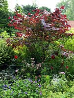 Cercis canadensis Forest Pansy, Eastern redbud, stands tall in border above dahlia, hardy geranium and roses.