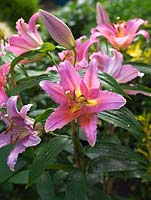 Lilium Hit Parade, a pink oriental hyrbrid lily.