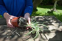 Repotting pot bound houseplant - Chlorophytum - removing from pot
