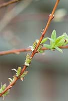 Salix integra 'Hakuro-nishiki' - Emerging leaves and catkins 