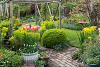 A small garden planted with a collection of around 100 geums, and spring bulbs - tulips, irises, camassias and bluebells. Pergola, made from chestnut poles and Euphorbia characias subsp. wulfenii. In large white pot, Tulipa 'Perestroyka'.

