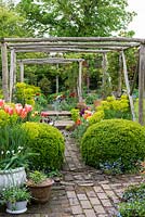 Pergola, made from chestnut poles, spans brick path edged in box balls, tulips and Euphorbia characias subsp. wulfenii. On left in large white pot, Tulipa 'Perestroyka'.