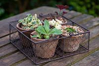 Small wire basket filled with Auricula 'Lucy's Locket', heuchera and baby phlox.