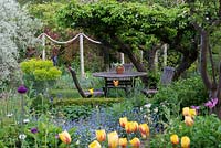 An old apple tree creates a natural canopy over a table and chairs, in a secluded corner. Seen over beds of allium, tulips, geums, euphorbia, centaurea and forget-me-nots. Behind, rope swag creates a division with an L-shaped plot.